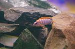 Labidochromis spec. Hongi super red 