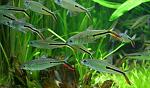 Hemiodus gracilis 6[1]