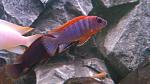 Labidochromis spec. Hongi super red 