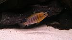 Pseudotropheus tropheops Mauve yellow 
