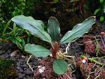 Bucephalandra sp. Cascade King
