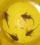 IMG 4336(2)