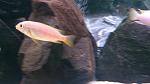 Pseudotropheus tropheops Mauve yellow 