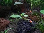 Bucephalandra sp  Black Centipede