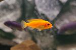 Metriaclima estherae RB 