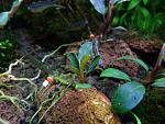 Bucephalandra sp. Kudangan