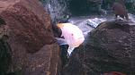 Pseudotropheus greshakei Albino 