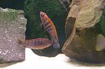 Labidochromis spec. Hongi super red