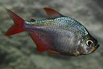   ()   Hyphessobrycon equadoriensis,  Hyphessobrycon columbianus
