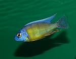Protomelas"steveni Taiwan Reef"
