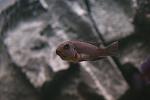 Labeotropheus fuelleborni Katale   