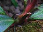 Bucephalandra sp. Copi Susu, Kalimantan  
