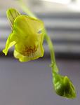 ́  (Utricularia aurea)