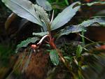 Bucephalandra sp. Kedagang