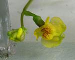 ́  (Utricularia aurea)