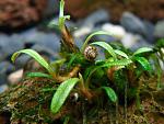 Bucephalandra Belindae P.Boyce 2011 