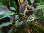 Bucephalandra sp. Super Blue, Central Kalimantan 