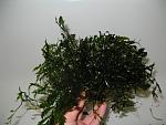 IMG 0632
