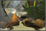 IMG 0463