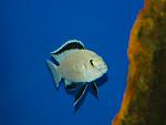 Labidochromis caeruleus Nkhata Bay