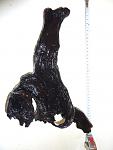 Mopani1