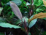 Bucephalandra sp. Intermediate 1