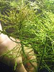   (Ludwigia inclinata var. verticillata ''Tornado")