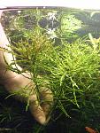   (Ludwigia inclinata var. verticillata ''Tornado")