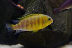 Pseudotropheus tropheops Mauve yellow 