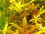 laprologus babohka