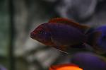 Labidochromis spec. Hongi super red 