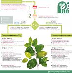 rus plant deficiency site