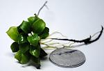 Anubias barteri var. nana "Petite"