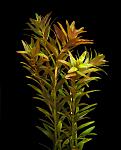   (Rotala indica)