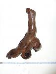 Mopani2