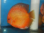 DSCN4868