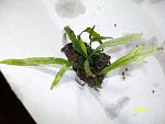 Microsorum sp. "Trident"