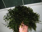 IMG 0635