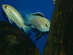 Labidochromis caeruleus Nkhata Bay