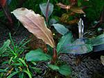 Bucephalandra sp. Cascade King, 
