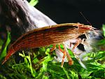 Atyopsis moluccensis   Bamboo Shrimp