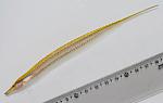 Gymnorhamphichthys sp.
