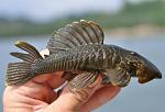 Parancistrus aurantiacus