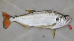 Hydrolycus tatauaia