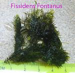  Fissidens Fontanus