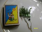 Bolbitis heteroclita "difformis" (Bolbitis sp. "Baby Leaf")