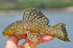 Spectracanthicus sp. L20
