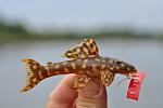 Scobinancistrus aff. pariolispos