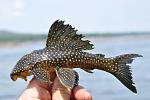 Scobinancistrus pariolispos