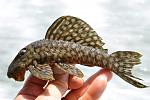 Spectracanthicus sp. L20